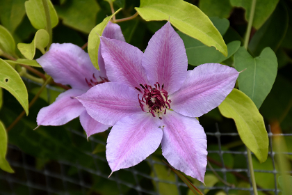 CLEMATIS FIREWORKS #1/7"
