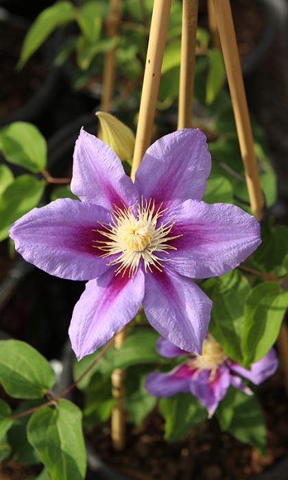 CLEMATIS BARBARA JACKMAN#1/7"PUR