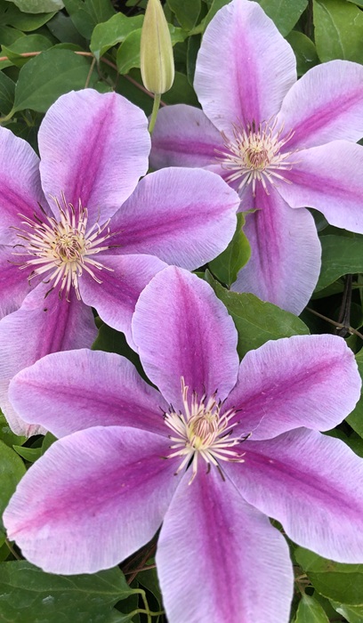 CLEMATIS BEES JUBILEE #1/7"PK/RD