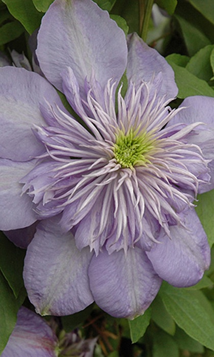 CLEMATIS BLUE LIGHT #1/7"BLUEVIO