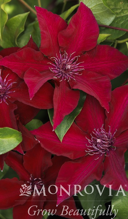 CLEMATIS BLVD NUBIA #2 DK RED