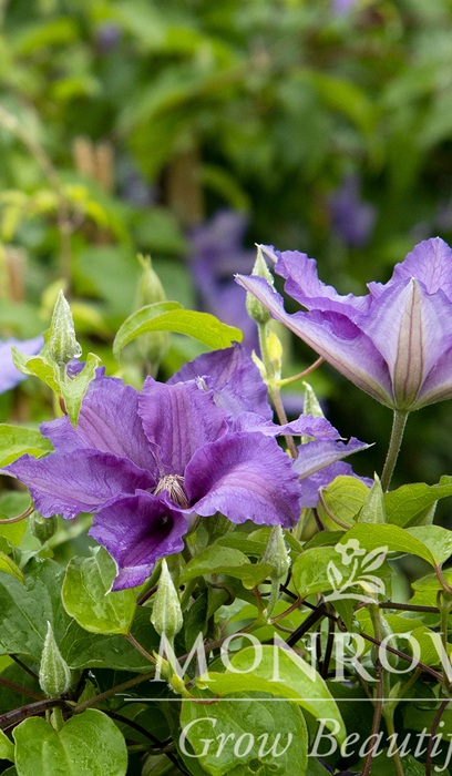 CLEMATIS BLVD SACHA #2 MAU/BL