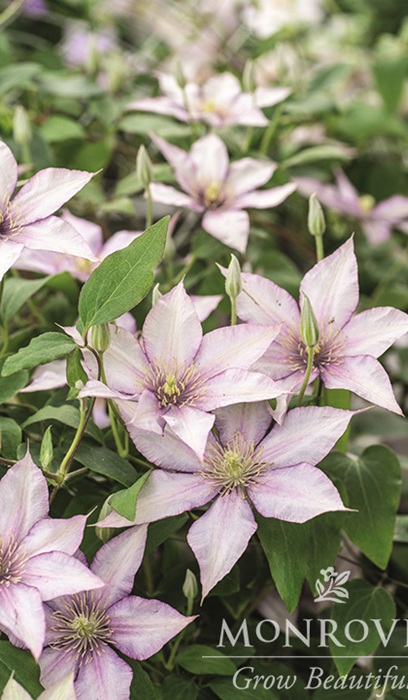CLEMATIS BLVD SAMARITAN JOE #2