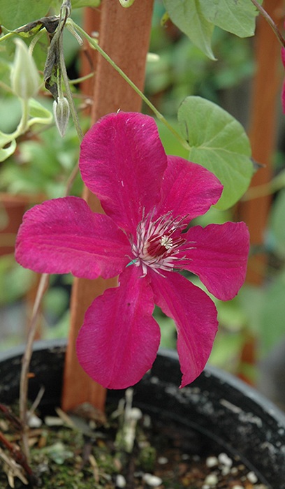 CLEMATIS CARDINAL WYSZYNSKI#1/7"