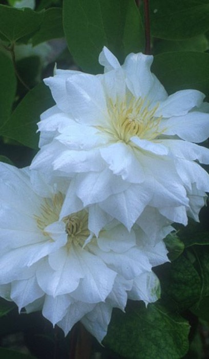 CLEMATIS DUCHESS OF EDINBUR#1/7"