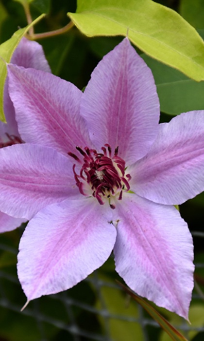 CLEMATIS FIREWORKS #1/7"