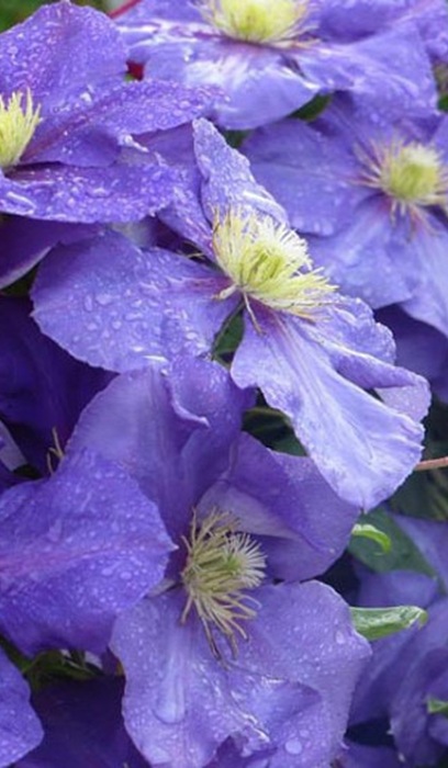 CLEMATIS GENERAL SIKORSKI #1/7"