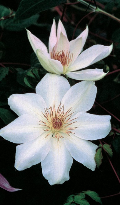CLEMATIS HENRYI #1/7" WHITE