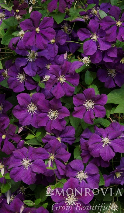CLEMATIS JACKMANII #1/7"DKPURPLE