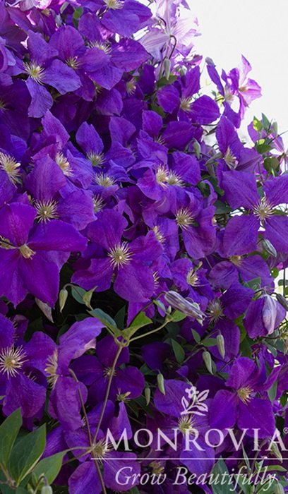 CLEMATIS JACKMANII SUPERBA #1/7"