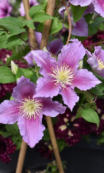 CLEMATIS PIILU #1/7" DBL PINK