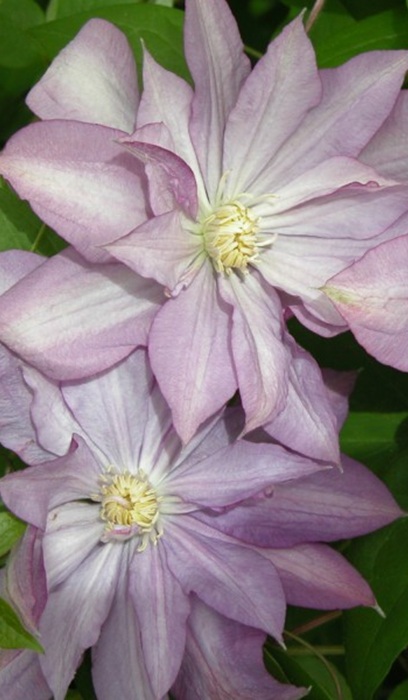 CLEMATIS PROTEUS #1/7"