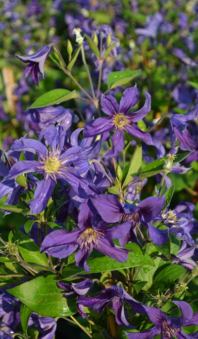 CLEMATIS SAPPHIRE INDIGO #2 BLUE