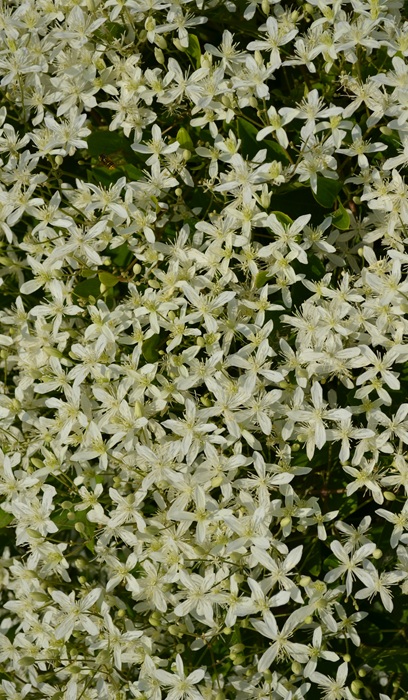 CLEMATIS SWEET AUTUMN #1/7" WHT