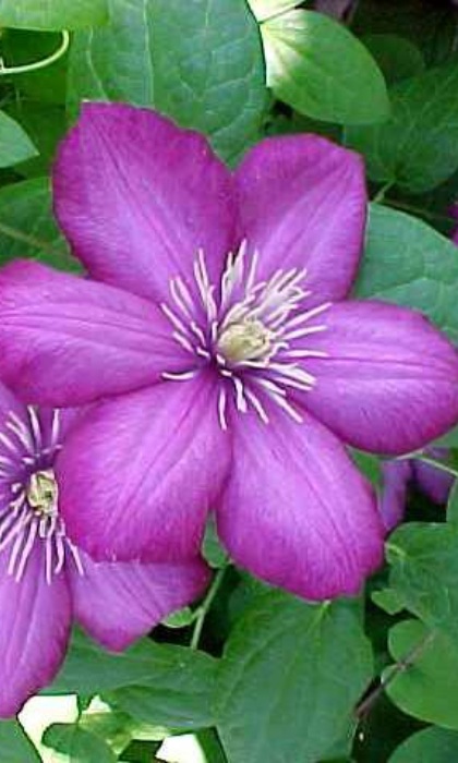 CLEMATIS VILLE DE LYON #1/7" RED