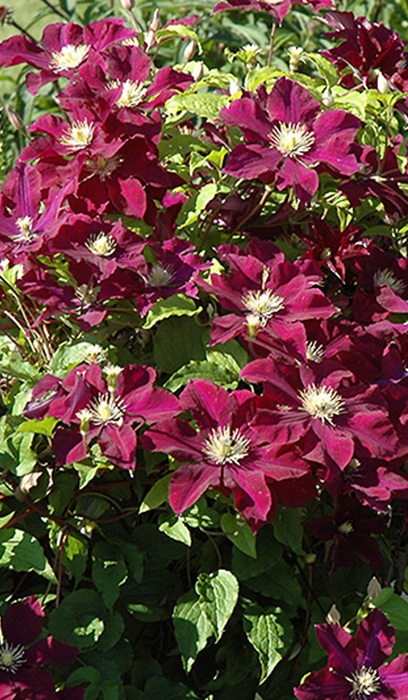 CLEMATIS WARSAW NIKE#1/7DKPURPLE