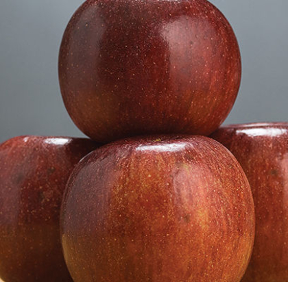 MALUS WINECRISP APPLE #7 DWF