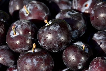 PRUNUS BLACK ICE PLUM #7