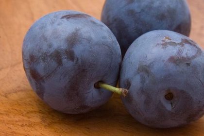 PRUNUS MOUNT ROYAL PLUM #5