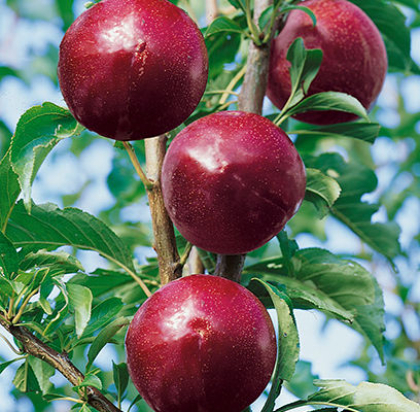 PRUNUS SUPERIOR PLUM #5