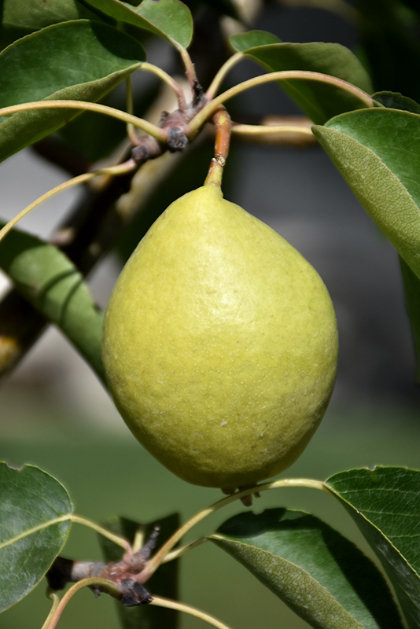 PYRUS EARLY GOLD PEAR #5