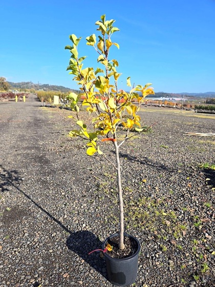 PYRUS JUICY JEWEL PEAR #10