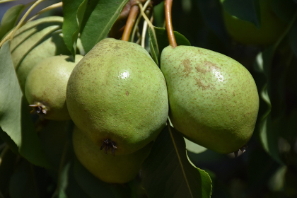 PYRUS LUSCIOUS PEAR #7