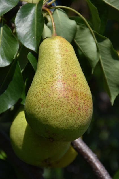PYRUS PATTEN PEAR #5