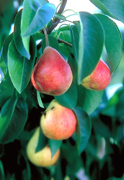 PYRUS SUMMERCRISP PEAR #7