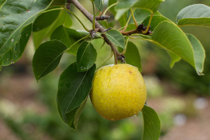 PYRUS TAWARA ASIAN PEAR #5 FE