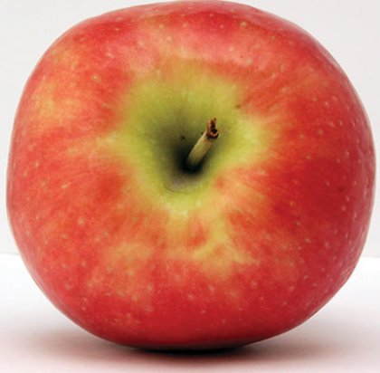 MALUS FREEDOM APPLE #5 DWF