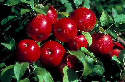 MALUS HARALSON APPLE #5 DWF