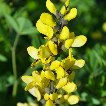 BAPTISIA LEMON MERINGUE #2 PW
