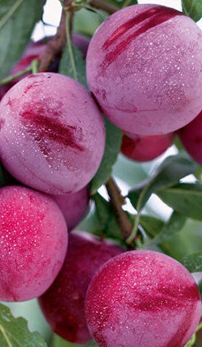 PRUNUS WANETA PLUM #7