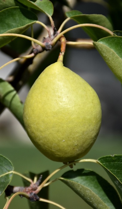 PYRUS EARLY GOLD PEAR #5
