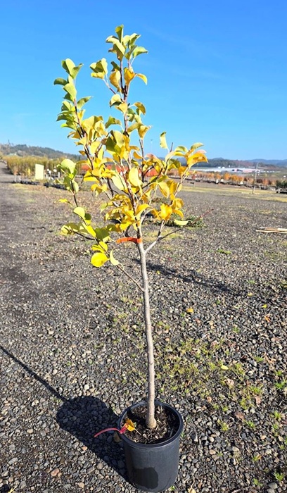 PYRUS JUICY JEWEL PEAR #5