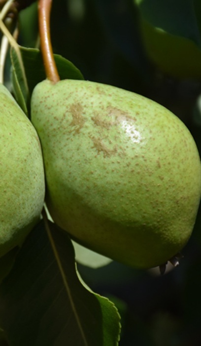 PYRUS LUSCIOUS PEAR #7