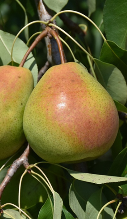 PYRUS PARKER PEAR #7