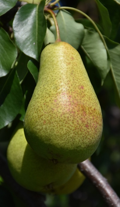 PYRUS PATTEN PEAR #7