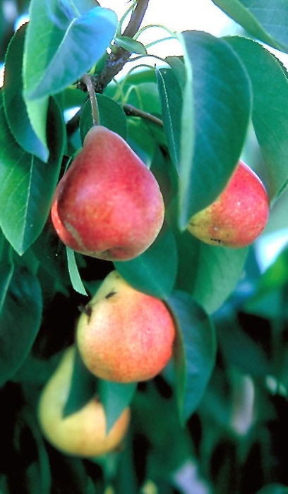 PYRUS SUMMERCRISP PEAR #7