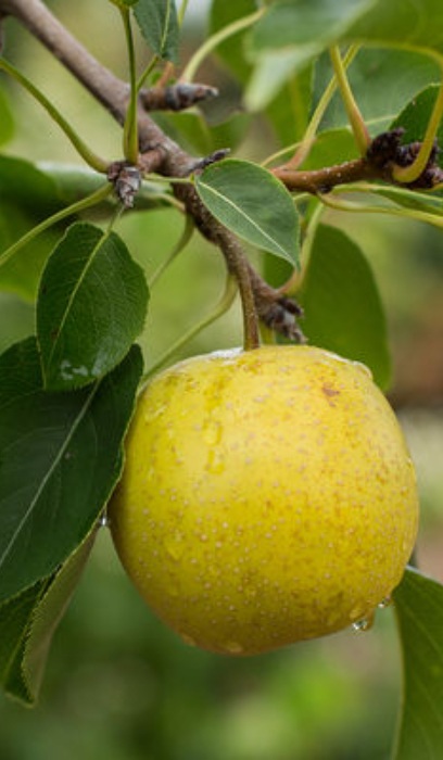 PYRUS TAWARA ASIAN PEAR #5 FE