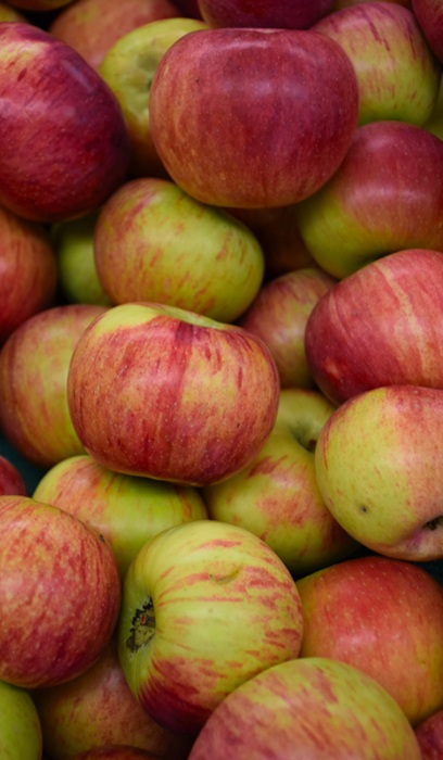 MALUS CORTLAND #5 DWF STG26