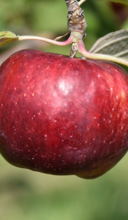 MALUS FROSTBITE APPLE #7 DWF