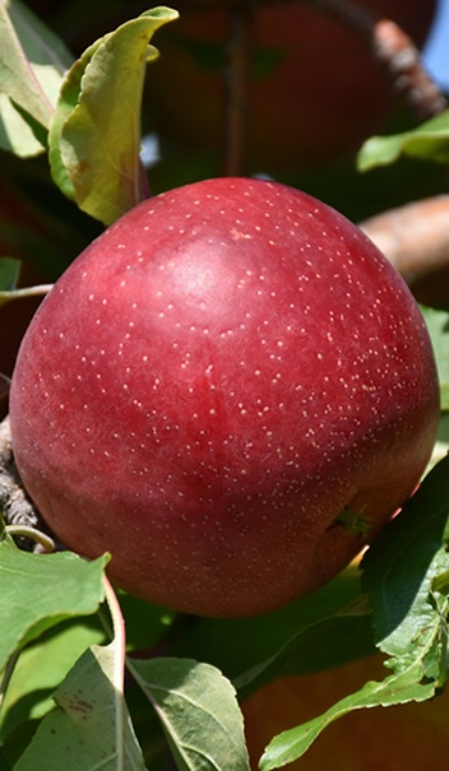 MALUS HARALRED APPLE #5 DWF