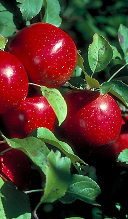 MALUS HARALSON APPLE #7 DWF