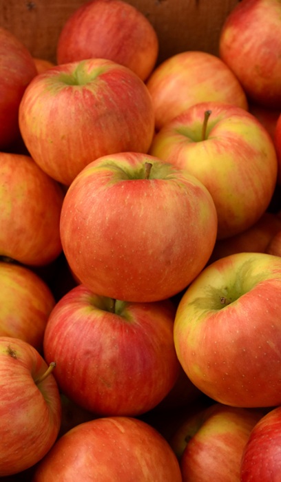 MALUS HONEYCRISP APPLE #5 DWF