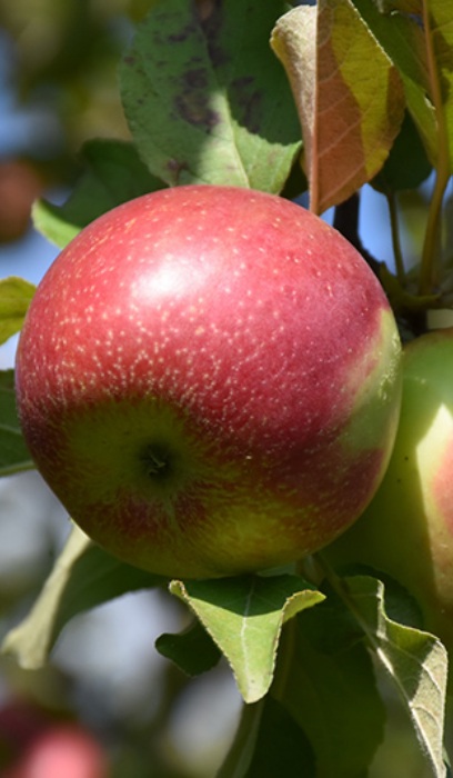 MALUS KINDERKRISP APPLE #5 DWF