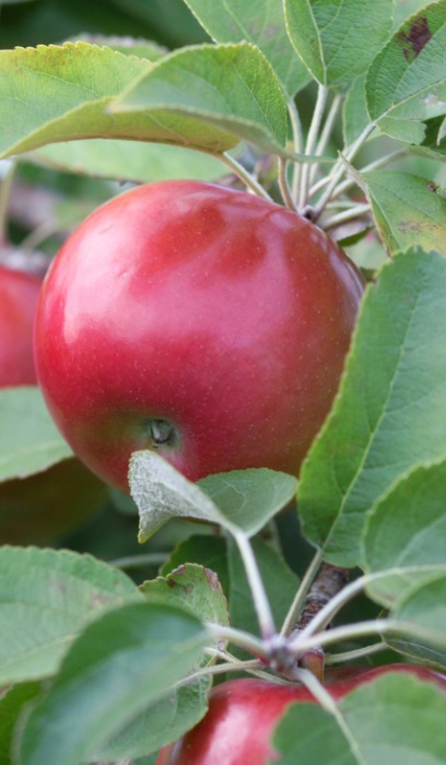 MALUS SNOW SWEET APPLE #7 DWF