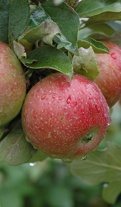 MALUS SWEET SIXTEEN APPLE #5 DWF