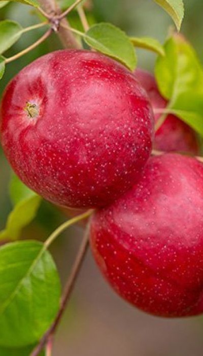 MALUS TRIUMPH APPLE #7